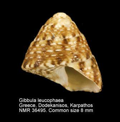 Gibbula leucophaea..?